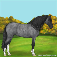 Horse Color:Blue Roan