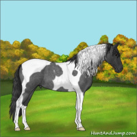Horse Color:Blue Roan Tobiano 
