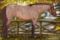 Horse Color:Chocolate Bay Roan