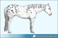 Horse Color:White Spotted Black Sabino Appaloosa 