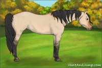 Horse Color:Bay Roan Dun 