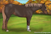 Horse Color:Liver Chestnut 