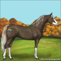 Horse Color:Chocolate Palomino Splash