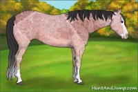 Horse Color:Brown Ice Dun Sabino Splash