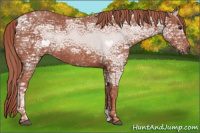 Horse Color:Chestnut Ice 