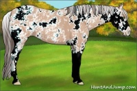 Horse Color:Amber Champagne Sabino 