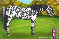 Horse Color:Black Appaloosa 