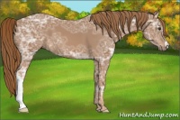 Horse Color:Chestnut Ice 