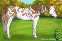 Horse Color:Chestnut Splash Appaloosa 