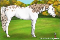 Horse Color:Red Roan Splash Appaloosa 