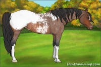 Horse Color:Bay Roan Appaloosa 