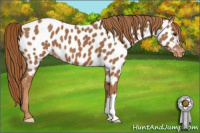 Horse Color:Chestnut Appaloosa 