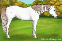 Horse Color:Red Roan Splash Fewspot 