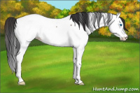 Horse Color:Bay Roan Splash Appaloosa 