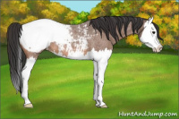 Horse Color:Bay Roan Splash Appaloosa 