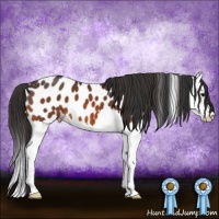 Horse Color:Bay Splash Appaloosa