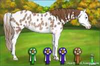 Horse Color:Red Roan Splash Appaloosa Rabicano 