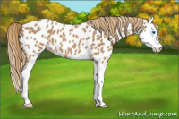 Horse Color:Red Roan Splash Appaloosa 