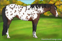 Horse Color:Brown Sabino Appaloosa 