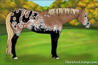Horse Color:Painted White Spotted Chestnut Appaloosa