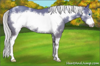 Horse Color:White Spotted Silver Classic Champagne Frame 