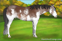 Horse Color:White Spotted Bay Splash