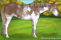 Horse Color:White Spotted Liver Chestnut Splash 