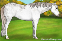 Horse Color:White Spotted Silver Black Ice Splash Frame 