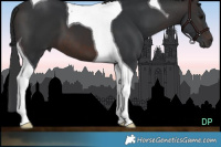 Horse Color:Brown Tobiano 