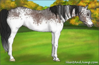 Horse Color:Gray White Spotted Bay Ice