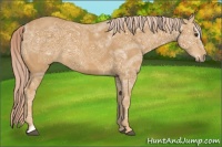 Horse Color:Palomino Ice Sabino 