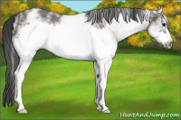 Horse Color:White Spotted Grullo Ice Frame Rabicano