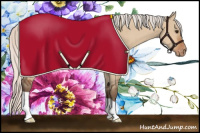 Horse Color:Silver Bay Dun Appaloosa 