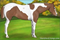Horse Color:Chestnut Sabino Tobiano