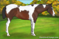 Horse Color:Brown Sabino Tobiano
