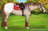 Horse Color:Red Dun Appaloosa 