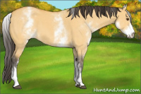 Horse Color:White Spotted Buckskin Dun 