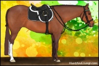 Horse Color:Chocolate Bay 