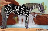 Horse Color:Nacre Grullo Appaloosa 