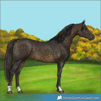 Horse Color:Buckskin 