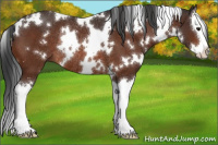 Horse Color:White Spotted Brown Splash Rabicano
