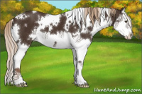 Horse Color:White Spotted Liver Chestnut Splash 