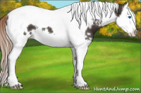 Horse Color:White Spotted Liver Chestnut Splash Tobiano 