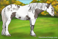 Horse Color:Silver Black Splash Tobiano Appaloosa 
