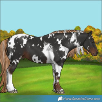 Horse Color:White Spotted Liver Chestnut Tobiano 