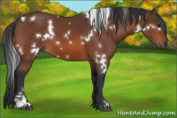 Horse Color:White Spotted Bay Sabino