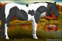 Horse Color:Black Tobiano 