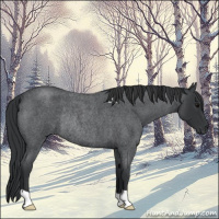 Horse Color:Blue Roan Rabicano