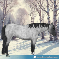 Horse Color:Blue Roan Rabicano 