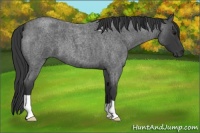 Horse Color:Blue Roan 
